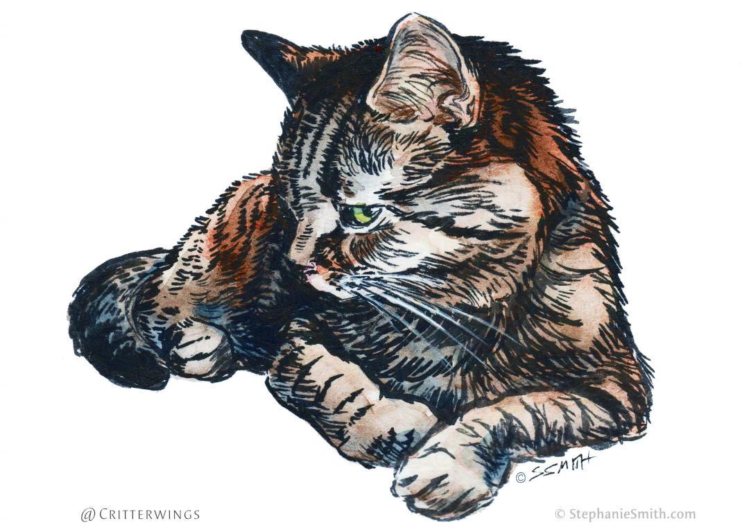 Ink and watercolor drawing of a tabby cat glaring at the viewer
