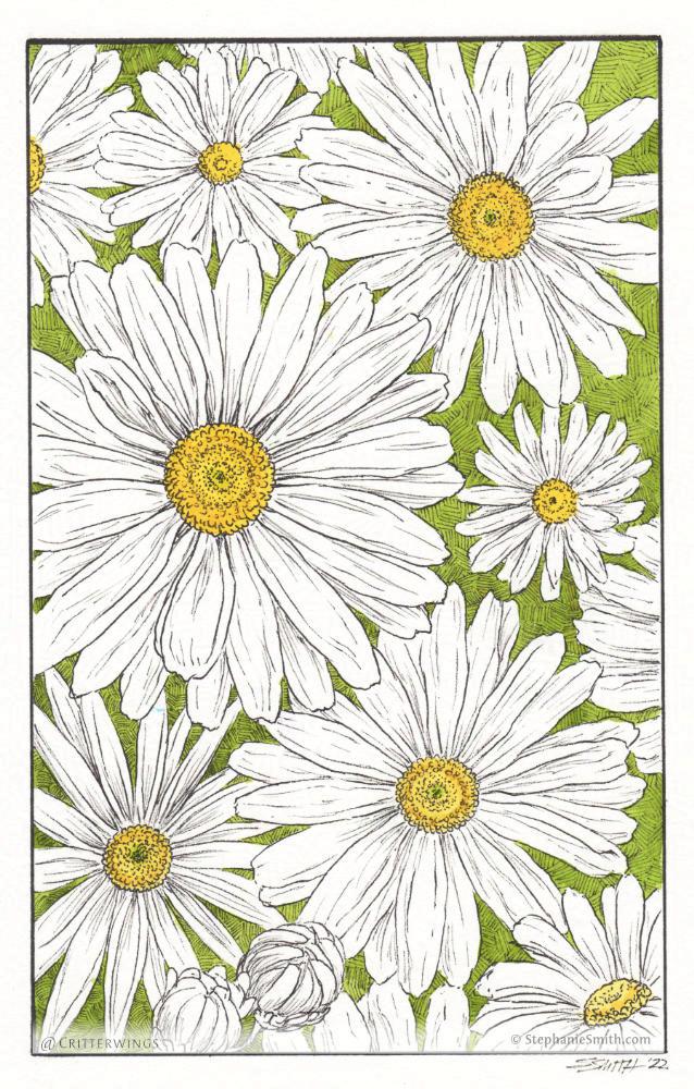 Drawing of white daisies