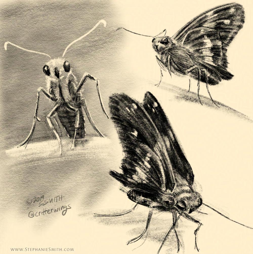 Digital pencil sketch of a small butterfly relative known as a skipper.