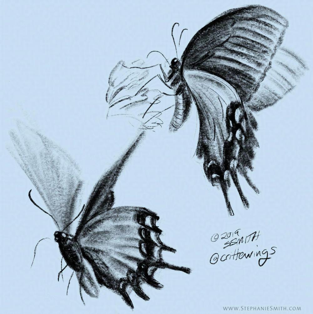 Digital pencil sketch of swallowtail butterfiles.