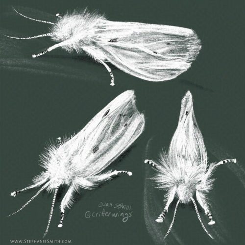 Digital pencil sketch of a Virginia Tiger Moth