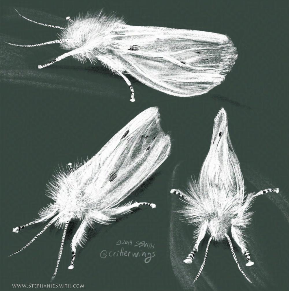 Digital pencil sketch of a Virginia Tiger Moth