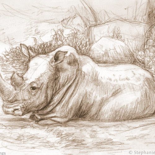 Pencil sketch of a rhinoceros sitting on the ground.