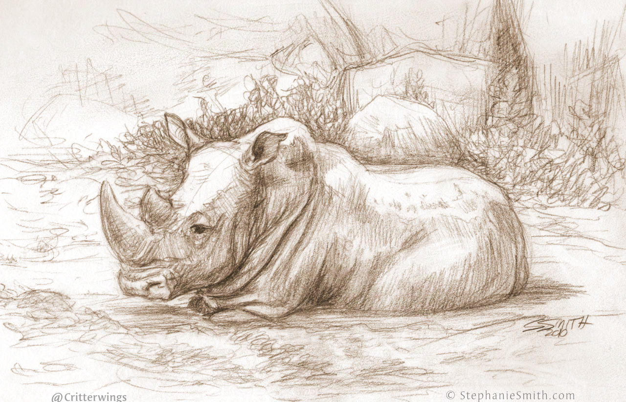 Pencil sketch of a rhinoceros sitting on the ground.